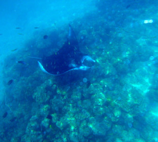 Manta beim Hausriff