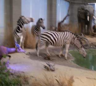 Zoologisches Forschungsmuseum Alexander Koenig