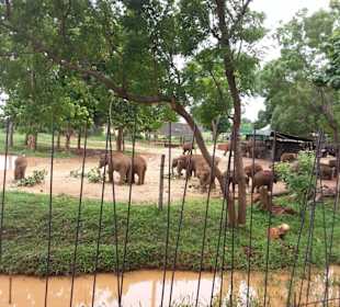 Elefantenreiten Sigiriya