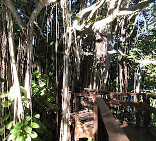 Marie Selby Botanical Gardens in Sarasota