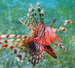 Schnorcheln am Hausriff