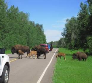 Präriebisonherde am südlichen Parkeingang