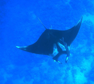 Manta Ray am Hausriff