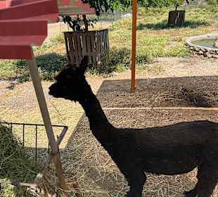 Lama