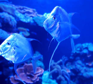 Diese lieben es Blau