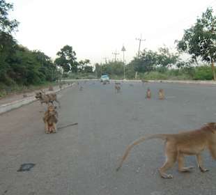 Affen mitten auf der Straße