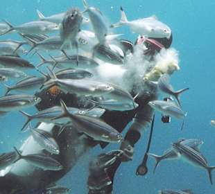 Blick aus dem U-Boot