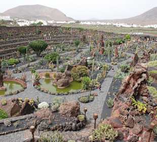 Jardin de Cactus