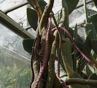 Anlage Planten un Blomen