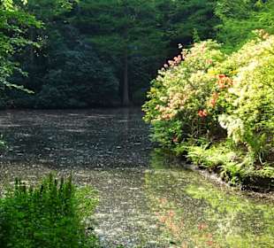 Hauptblüte im Rhododendronpark Bremen