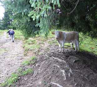 Rundwanderung Breitenstein