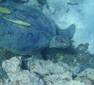 Schildkröte bei Schnorcheltour