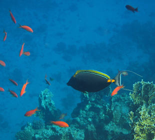 Unterwasseransicht am Steg