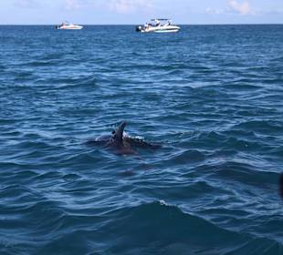 Schnorcheln Blue Bay