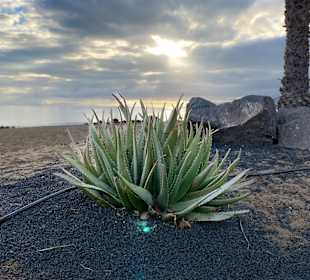 Strandpromenade Puerto del Carmen