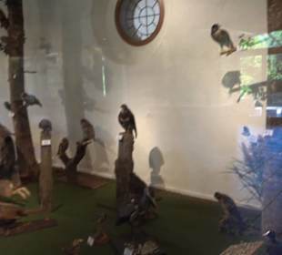 Natur- und Jagdmuseum