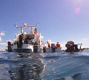 Isla Catalina Abtauchen am Aquarium