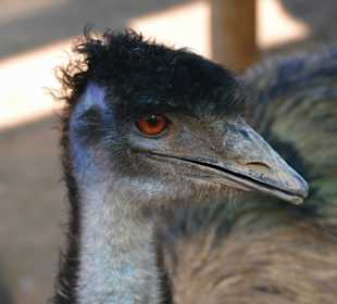 Emu