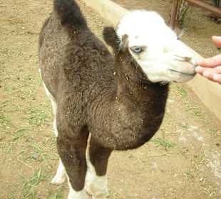 Die Tiere zum Greifen nahe!