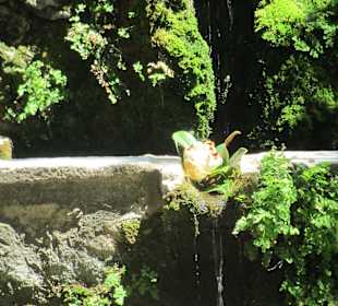Gartenanlage Trsteno