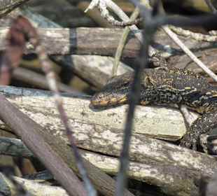 Bindenwaran bei Bootsfahrt
