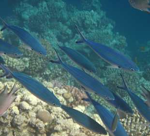 Schnorcheln Makadi Bay