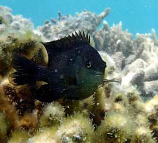 Храбрая и смелая рыбка - Hotel Tropitel Sahl Hasheesh