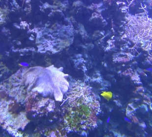 Meeresmuseum Stralsund