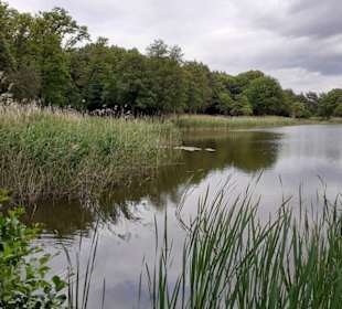 Seewoog in Ramstein-Miesenbach