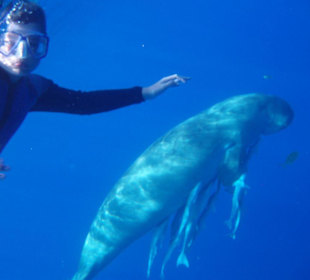 Schnorchler mit Seekuh