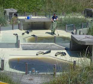 In der Seehundaufzuchtsstation!