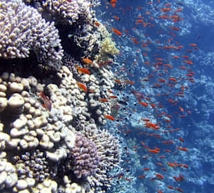 Nurkowanie w Sharm el Sheikh - podwodne życie