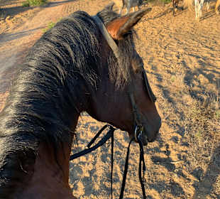 Reitstall Finca el Anfora Conil