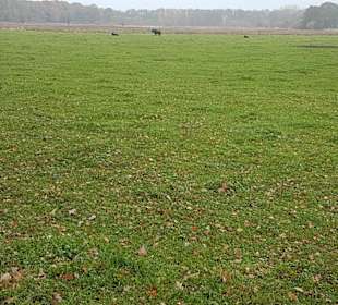 Wasserbüffel haben sich etwas vom Weg entfernt