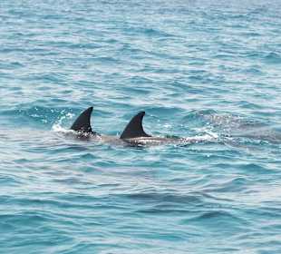 Schwimmen mit Delfinen