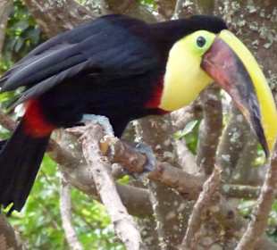 Tropical Park Guinate