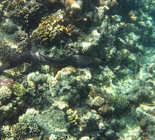 Moräne beim abtauchen