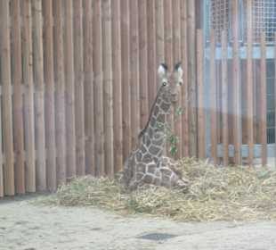 Jung-Giraffe