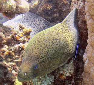 Podwodne życie w Abu Dabab