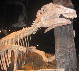 Prosaurolophus maximus, größter Hadrosaurier