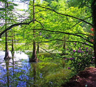 Wasserbäume