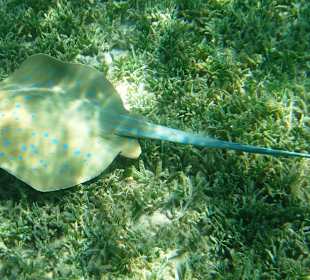 Blaupunktstachelrochen am Hausriff