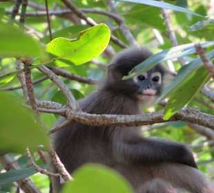 Mangrovenweg am Headquarter