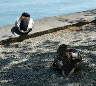 Осторов майнау