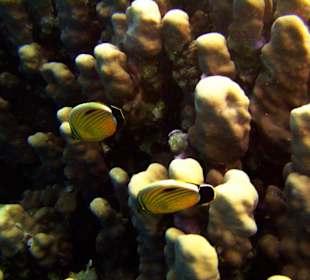 Polypenfalterfische am Hausriff Dreams Beach Resort & Dreams