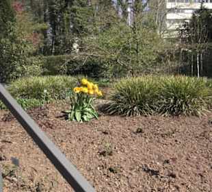 Rosengarten