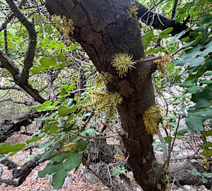 Wandern Göynük bei Kemer