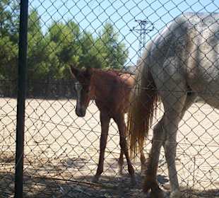 Kleines süßes Fohlen
