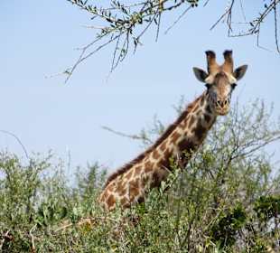 Giraffe in Tsavo West