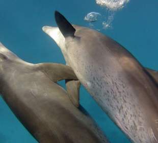 Delfintour 11.10.2013